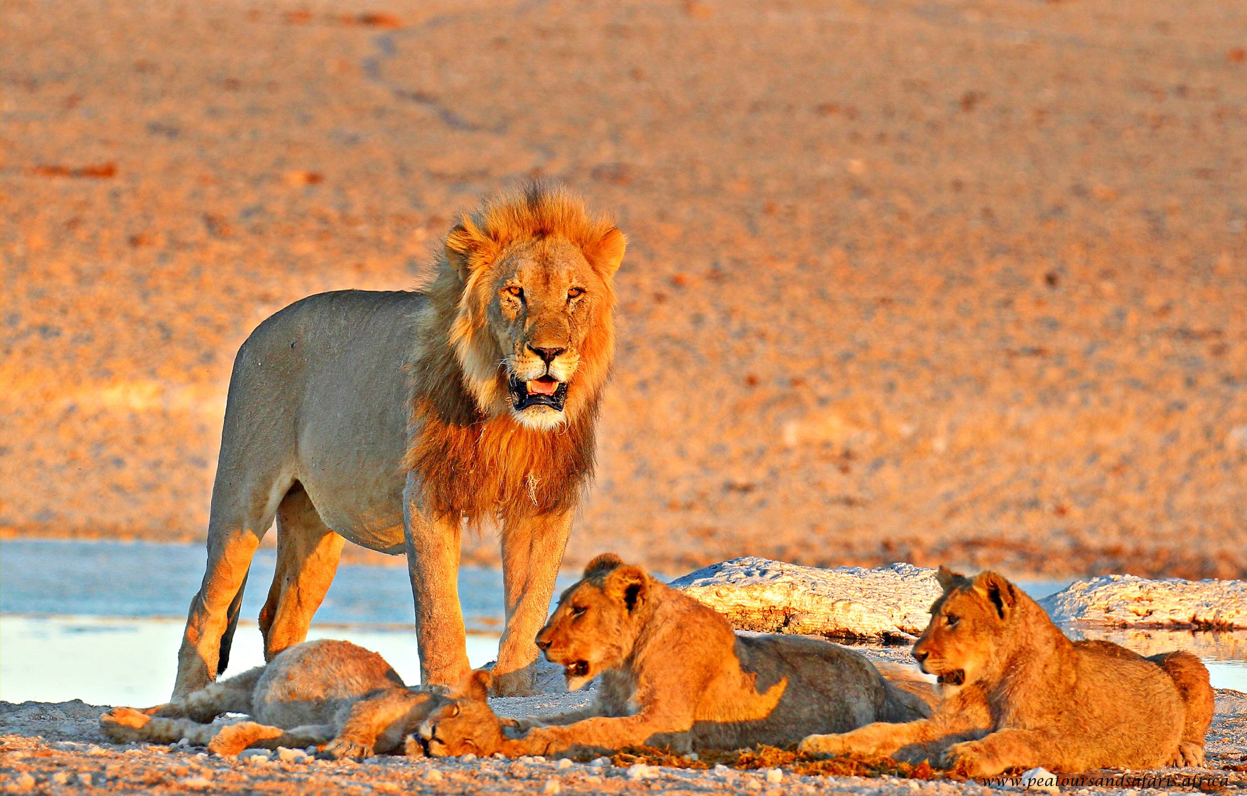 Wildlife