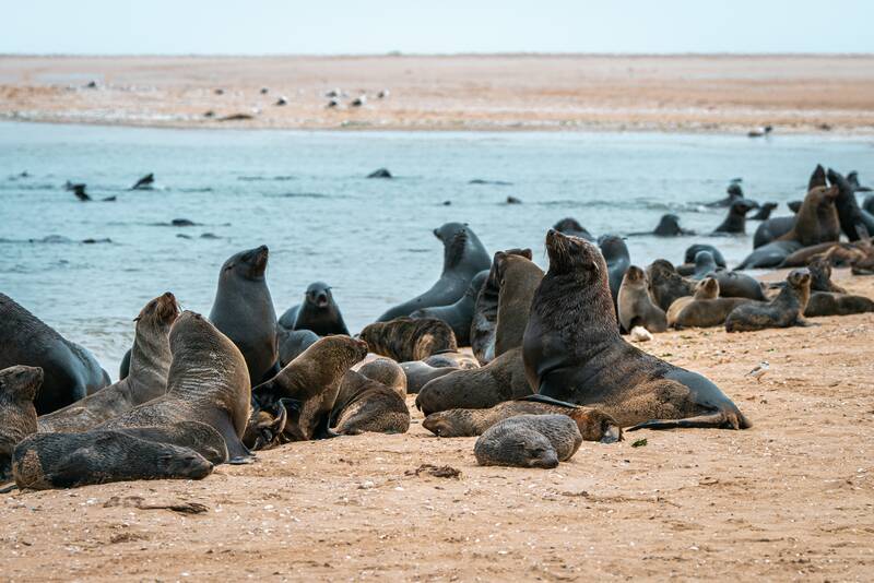 Skeleton Coast